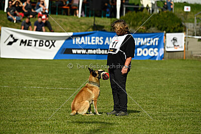 Serro de lorigine de faucon rouge